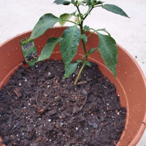 growing plants with Fungstrate substrate