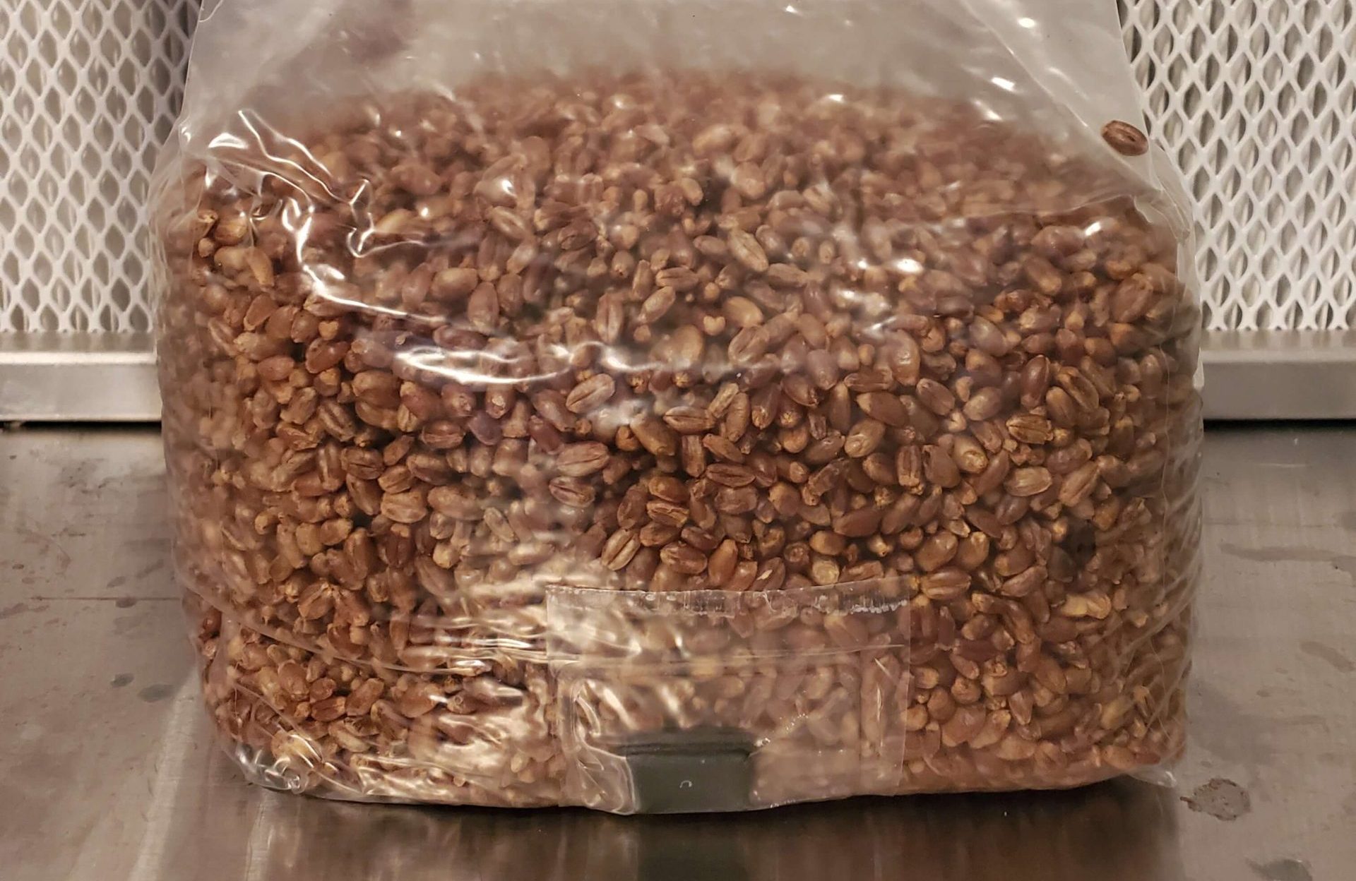 Theez Grains sterilized grains