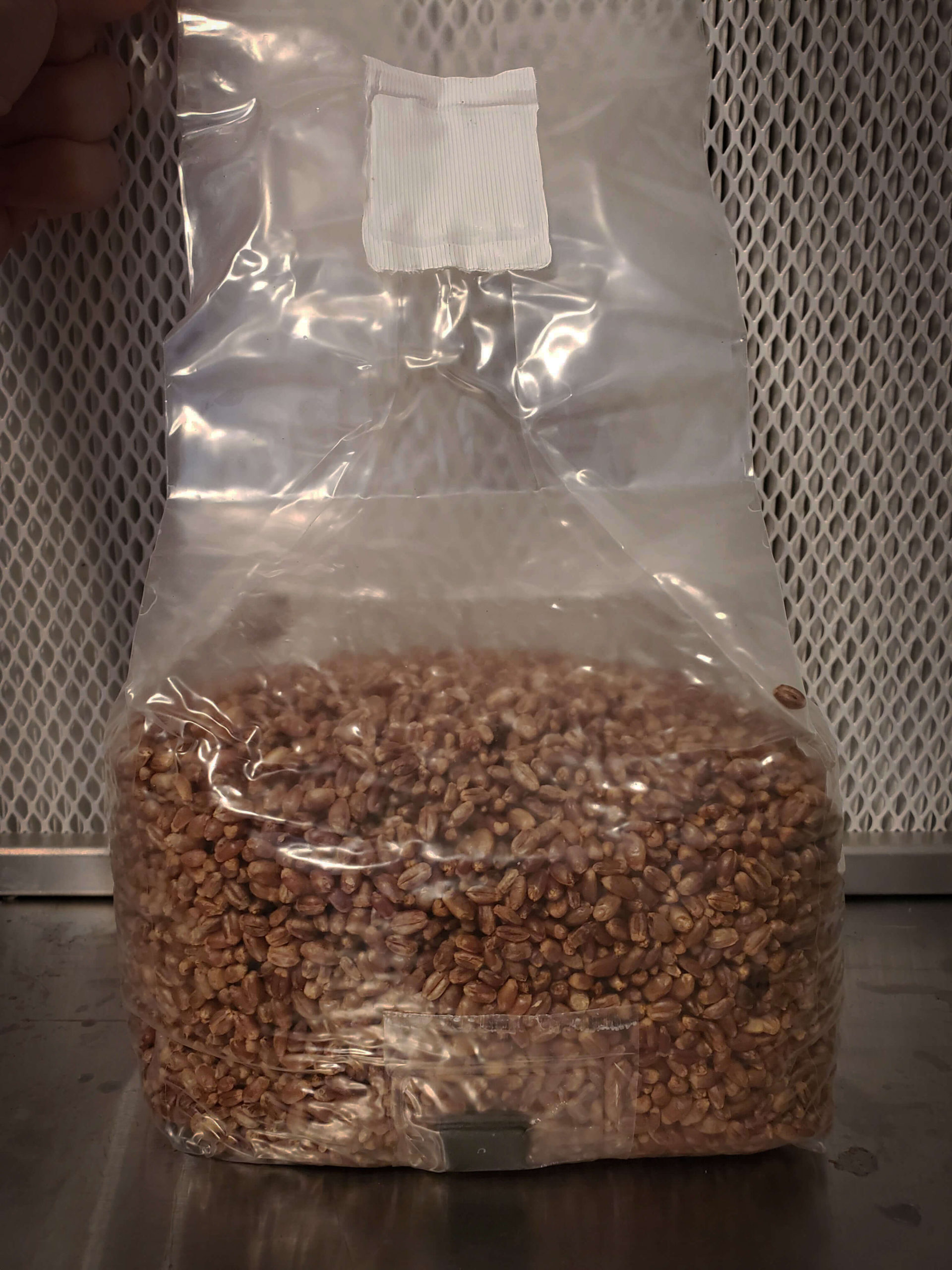 Theez Grains sterilized grains